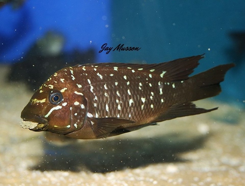 Petrochromis trewavasae